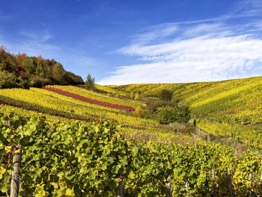 wine-golf-country-weinkurztrip-wein-und-kulturreise-rheingau-pfalz-württemberg-galerie-3