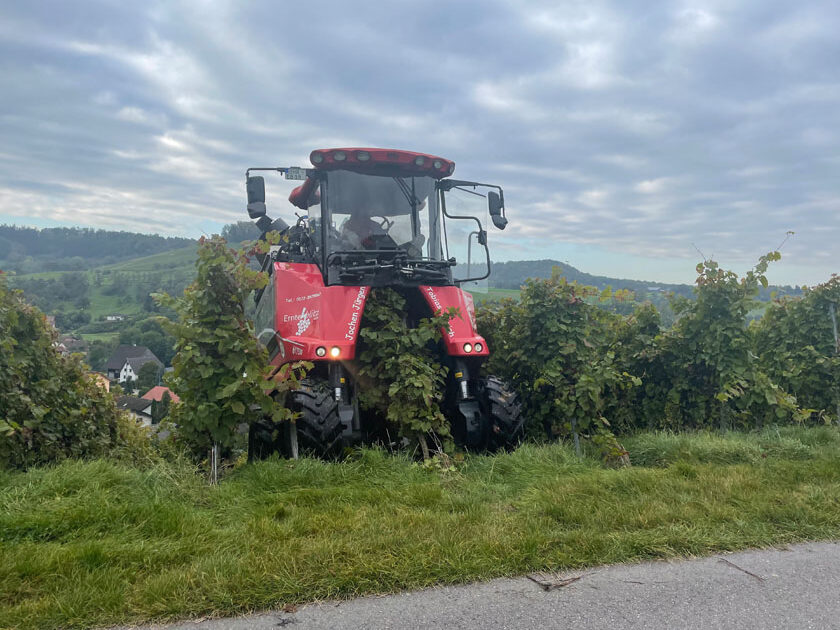 wine-golf-country-weinwissen-württemberg-galerie-2